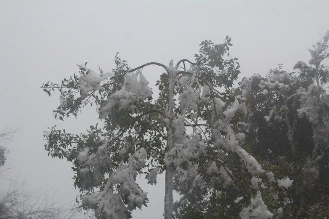 Vùng cao Mù Cang Chải chủ động đối phó với băng giá, sương muối ảnh 1