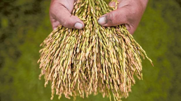 Phát hiện khoa học: Năng suất mùa màng phụ thuộc vào... lá cây ảnh 1