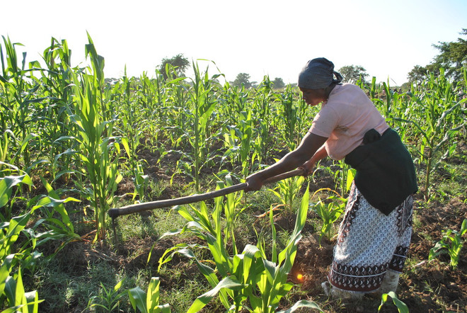 Quỹ Phát triển Nông nghiệp Quốc tế Liên hợp quốc có phó chủ tịch mới ảnh 1