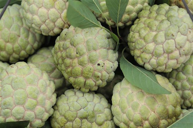 Lạng Sơn: Quảng bá, tiêu thụ na và các sản phẩm OCOP Chi Lăng ảnh 1