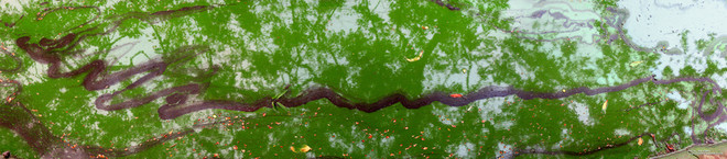 Những góc nhìn tinh tế về Hồ Gươm bốn mùa khoe sắc ảnh 9