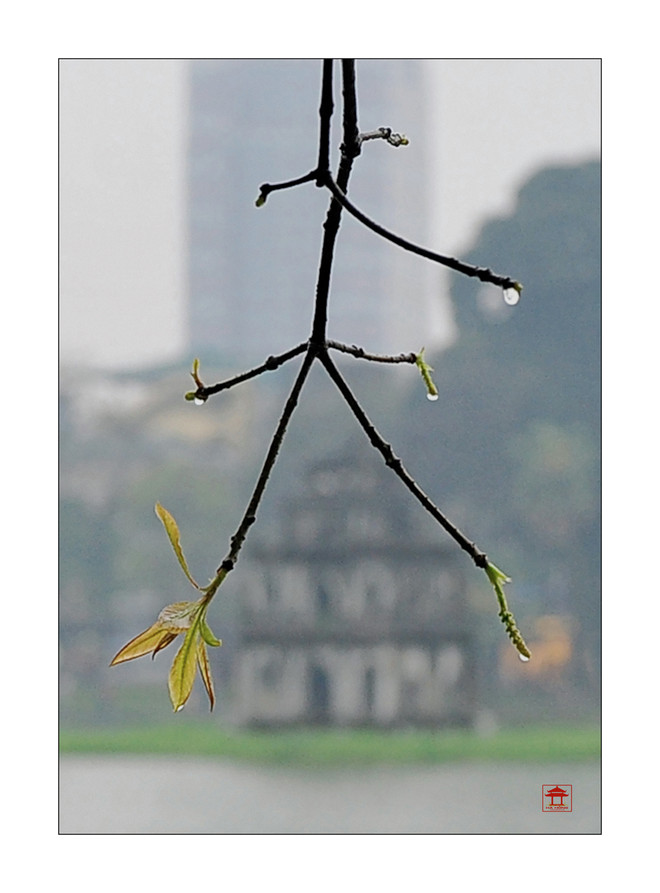 Những góc nhìn tinh tế về Hồ Gươm bốn mùa khoe sắc ảnh 4