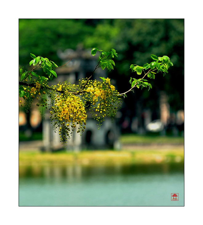 Những góc nhìn tinh tế về Hồ Gươm bốn mùa khoe sắc ảnh 5