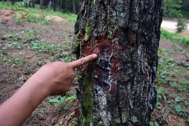 Đồi Thiên An bị lấn chiếm để xây dựng các công trình trái phép ảnh 1