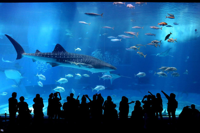 Điểm đến du lịch Hè: Những khu vui chơi giải trí em nhỏ nào cũng mê ảnh 5