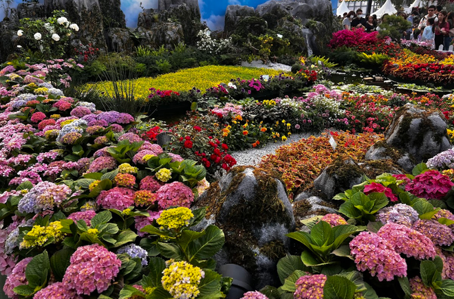 Ngập tràn sắc màu tại triển lãm hoa đặc biệt ở xứ Cảng Thơm ảnh 1