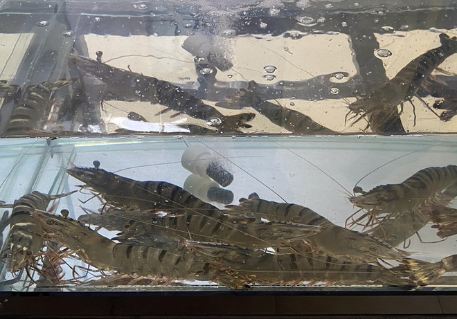 Quản lý tôm giống quyết định hiệu quả sản xuất của ngành tôm ảnh 2