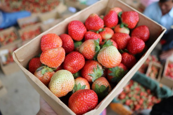 Nhiều siêu thị ở Mỹ thu hồi dâu tây đông lạnh chứa mầm bệnh viêm gan A ảnh 1