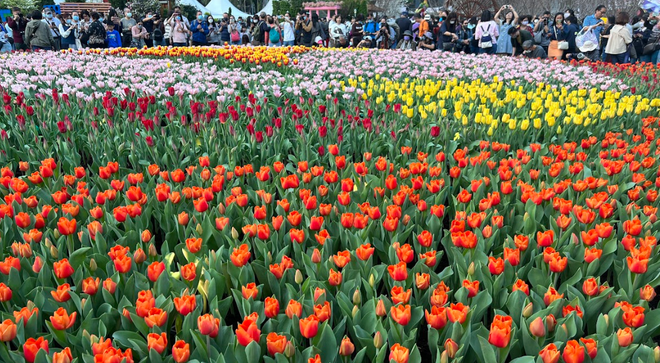 Ngập tràn sắc màu tại triển lãm hoa đặc biệt ở xứ Cảng Thơm ảnh 3