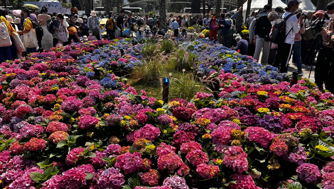 Ngập tràn sắc màu tại triển lãm hoa đặc biệt ở xứ Cảng Thơm ảnh 2