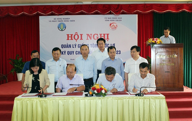 Quản lý tôm giống quyết định hiệu quả sản xuất của ngành tôm ảnh 1