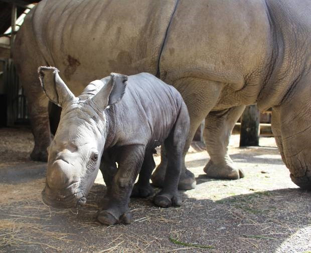 Vườn thú tại Australia chào đón tê giác trắng con đầu tiên sau 10 năm ảnh 1