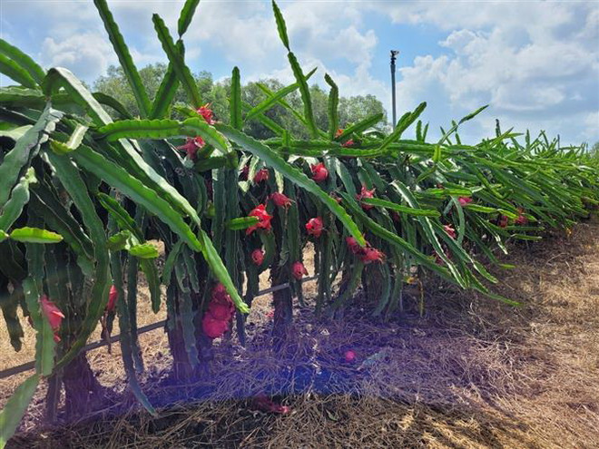 Bà Rịa-Vũng Tàu hình thành vùng chuyên canh cây ăn quả để xuất khẩu ảnh 2