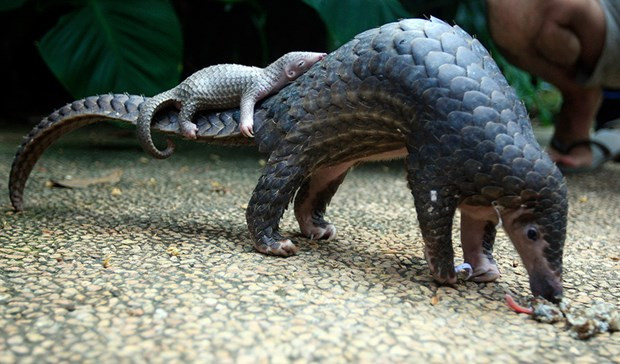 Tê tê Java. (Nguồn: Australian Geographic) Nạn săn trộm và buôn bán trái phép đe dọa tê tê châu Phi ảnh 1