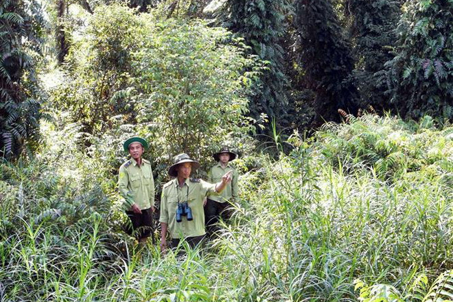 Cà Mau: Chủ động phòng, chống cháy rừng U Minh Hạ trong mùa khô ảnh 1