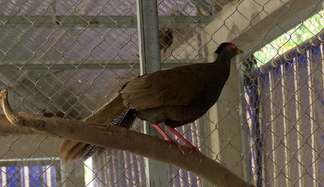 Bảo tồn các loài gà quý hiếm tại Khu bảo tồn thiên nhiên Pù Hu ảnh 2