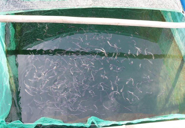 Cà Mau xác định nguyên nhân cá bớp nuôi ở đảo Hòn Chuối chết ảnh 1