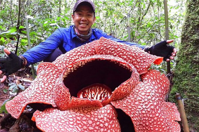 Bông hoa lớn nhất thế giới nở trong môi trường phi tự nhiên ảnh 1