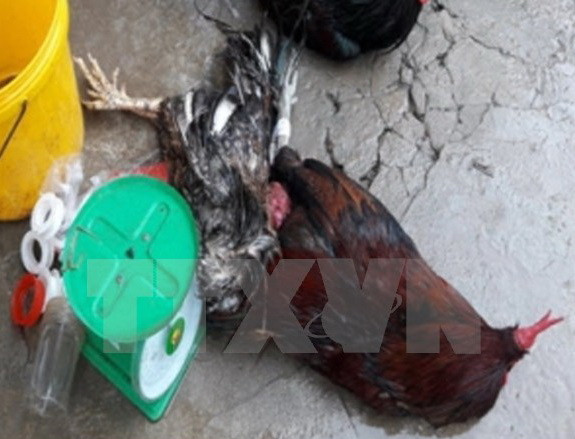 Phá tụ điểm đá gà ăn tiền, bắt giữ hơn 60 đối tượng tham gia ảnh 1