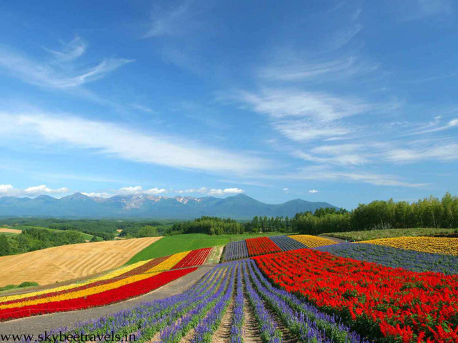 Ngỡ ngàng với những cánh đồng màu sắc rực rỡ ở Hokkaido ảnh 4