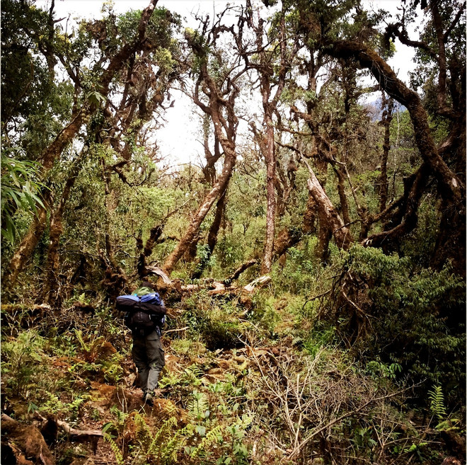 Lạc vào khu rừng cổ tích đầy ma quái và lãng mạn trên đỉnh Pu Ta Leng ảnh 1