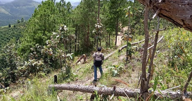 Lâm Đồng kiểm tra, xử lý vụ triệt hạ rừng thông ở huyện Lâm Hà ảnh 1