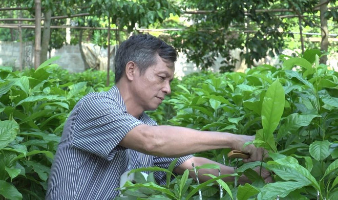 Mùa dổi bội thu đem lại giá trị kinh tế cho người dân vùng cao ảnh 1