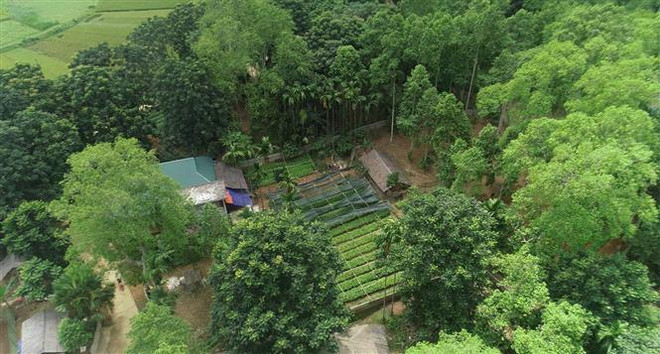 Mùa dổi bội thu đem lại giá trị kinh tế cho người dân vùng cao ảnh 2