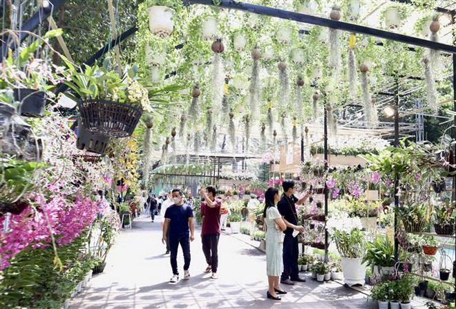 'Đậm đà hương sắc' tại Festival hoa lan Thành phố Hồ Chí Minh ảnh 1