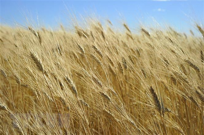 FAO: Giá lương thực, thực phẩm thế giới đạt mức cao nhất trong 5 năm ảnh 1