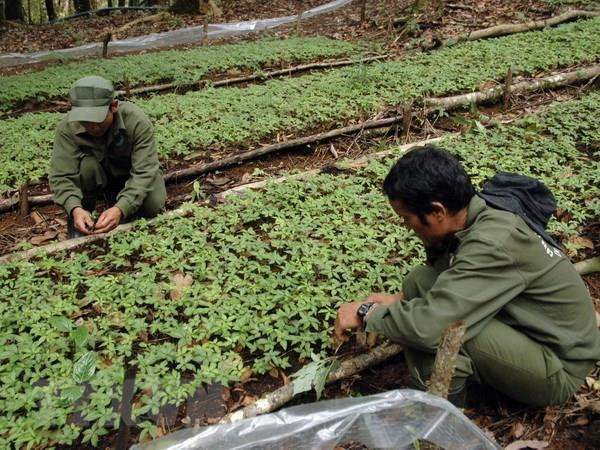 Vườn sâm Ngọc Linh. (Ảnh minh họa. Nguồn: TTXVN) Yêu cầu kiểm điểm trách nhiệm đối với dự án Sâm Ngọc Linh ảnh 1