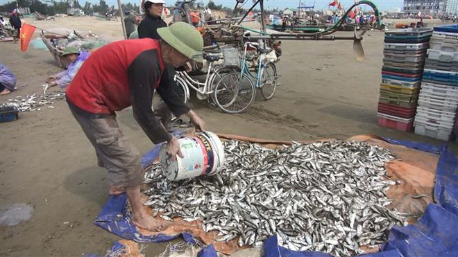 Ngư dân Hà Tĩnh trúng đậm cá trích, thu hàng triệu đồng mỗi chuyến ảnh 1