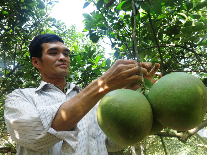 Bưởi "khủng" bày dịp Tết có giá lên đến 2 triệu đồng mỗi cặp ảnh 1