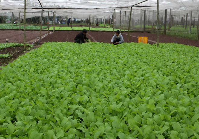 Người tiêu dùng TP.HCM gửi trọn niềm tin vào thực phẩm "sạch" ảnh 1