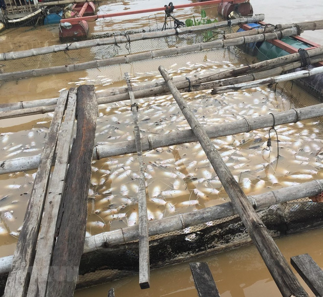 Điều tra nguyên nhân hàng trăm tấn cá bè chết trên sông La Ngà ảnh 1