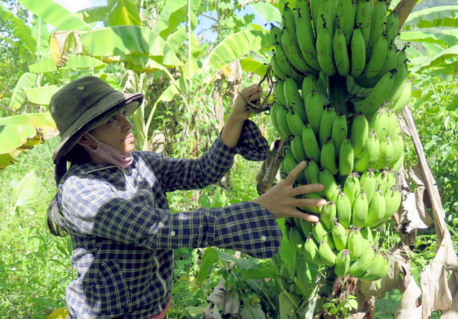 Đồng Nai thành lập ban chỉ đạo hỗ trợ tiêu thụ chuối cho nông dân ảnh 1