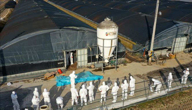 Hàn Quốc ghi nhận ca mới nhiễm cúm gia cầm độc lực cao ảnh 1