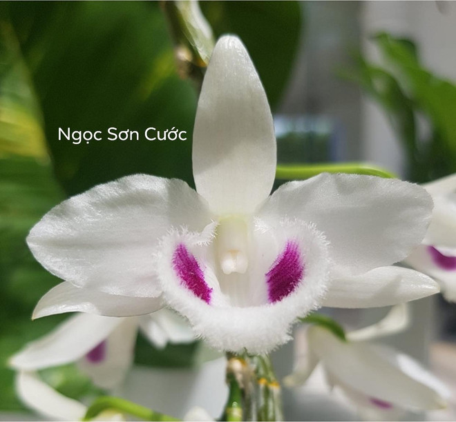 Ngành thuế sẽ quản lý thu đối với kinh doanh lan đột biến ảnh 1