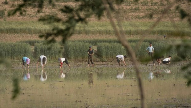 Báo Triều Tiên: Kinh tế địa phương là "nền tảng" phát triển quốc gia ảnh 1