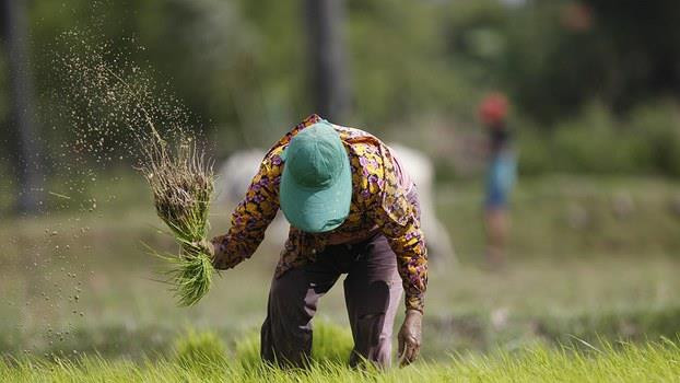 Thủ tướng Campuchia kêu gọi đa dạng hóa thị trường xuất khẩu gạo ảnh 1