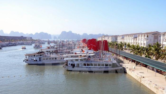 Thông tin về vụ du khách Nhật tử vong do ngã tại cảng Tuần Châu ảnh 1