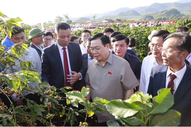 Chủ tịch Quốc hội Vương Đình Huệ thăm vùng trồng càphê ở Sơn La ảnh 2