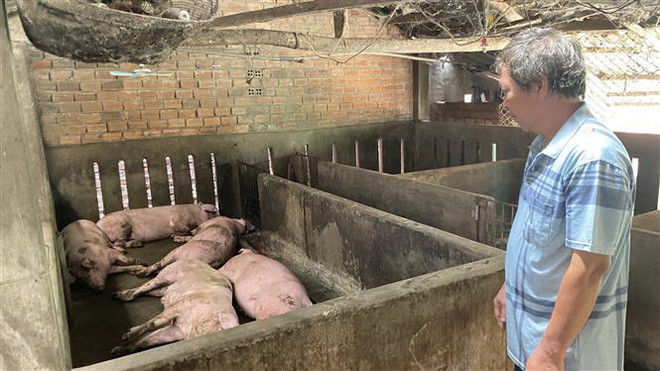 Tìm ra nguyên nhân khiến lợn tiêm vaccine dịch tả châu Phi bị chết ảnh 2