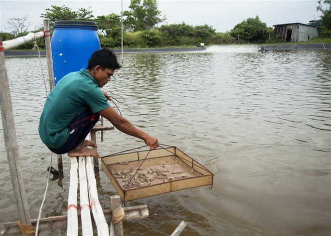 Doanh nghiệp thủy sản kiến nghị giảm thuế nhập khẩu khô đậu tương ảnh 1