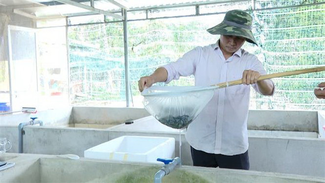 Anh Trần Tấn Giang kiểm tra sinh trưởng của lươn. (Ảnh: Hoàng Nhị/TTXVN) Thu tiền tỷ từ nuôi lươn không bùn trong bể ximăng ở Bà Rịa-Vũng Tàu ảnh 1