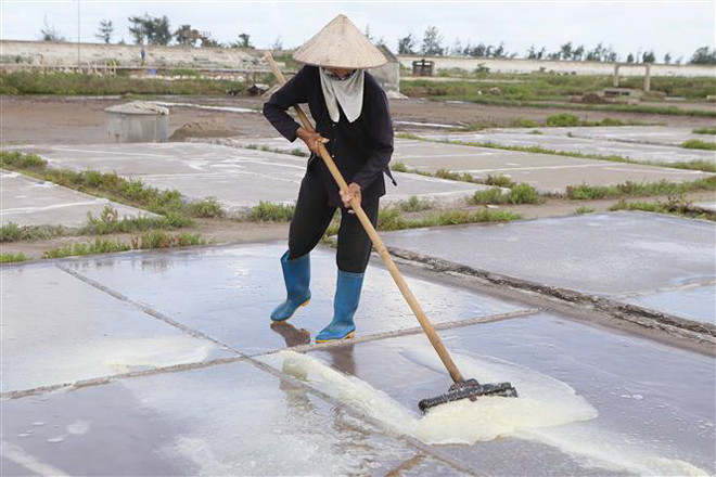 Bình Định: Diêm dân phấn khởi vì sản lượng muối tăng cao, giá ổn định ảnh 1