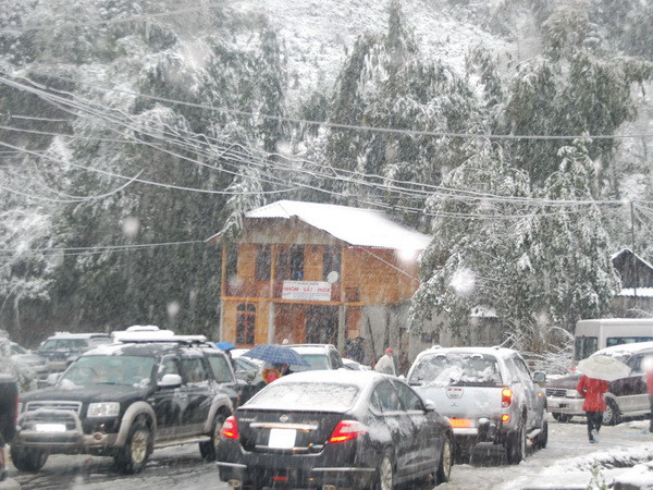 Mưa tuyết gây nhiều thiệt hại về hoa màu tại Sa Pa ảnh 1