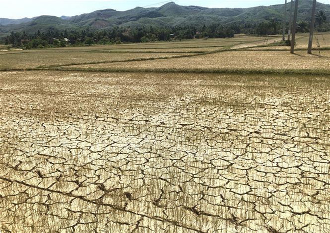 Quảng Nam đối diện tình trạng hạn hán và xâm nhập mặn lịch sử ảnh 1