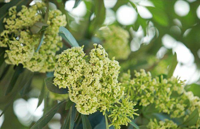 Vì sao chuyển hơn 100 cây hoa sữa lên trồng ở gần bãi rác Nam Sơn? ảnh 1