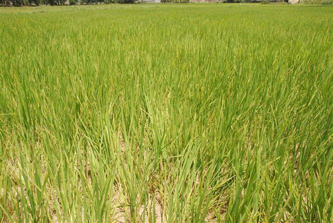 Quảng Nam đối diện tình trạng hạn hán và xâm nhập mặn lịch sử ảnh 2